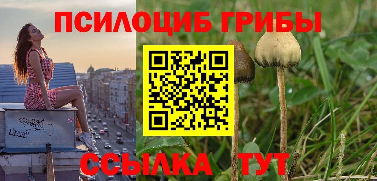 Псилоцибиновые грибы Psilocybe Протвино